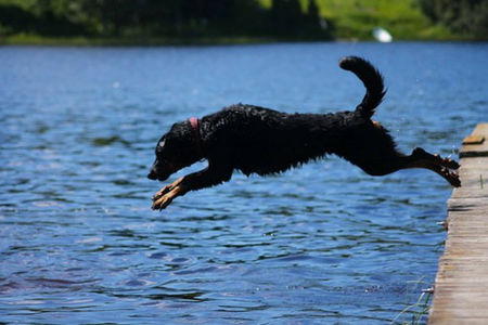 Hund hoppar i vattnet från brygga.