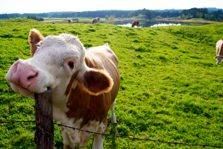 Ko står i frodigt grön hage och använder en staketstolpe att klia sig under hakan med.