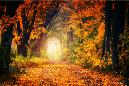 skogsväg på hösten som försvinner in i ljuset